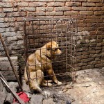Hund på slakteri i Kina