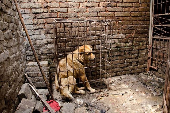 Hund på slakteri i Kina